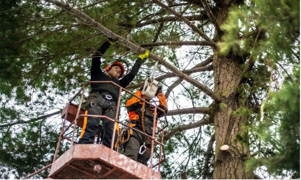 Baum fällen mit Hebebühne im Saarland
