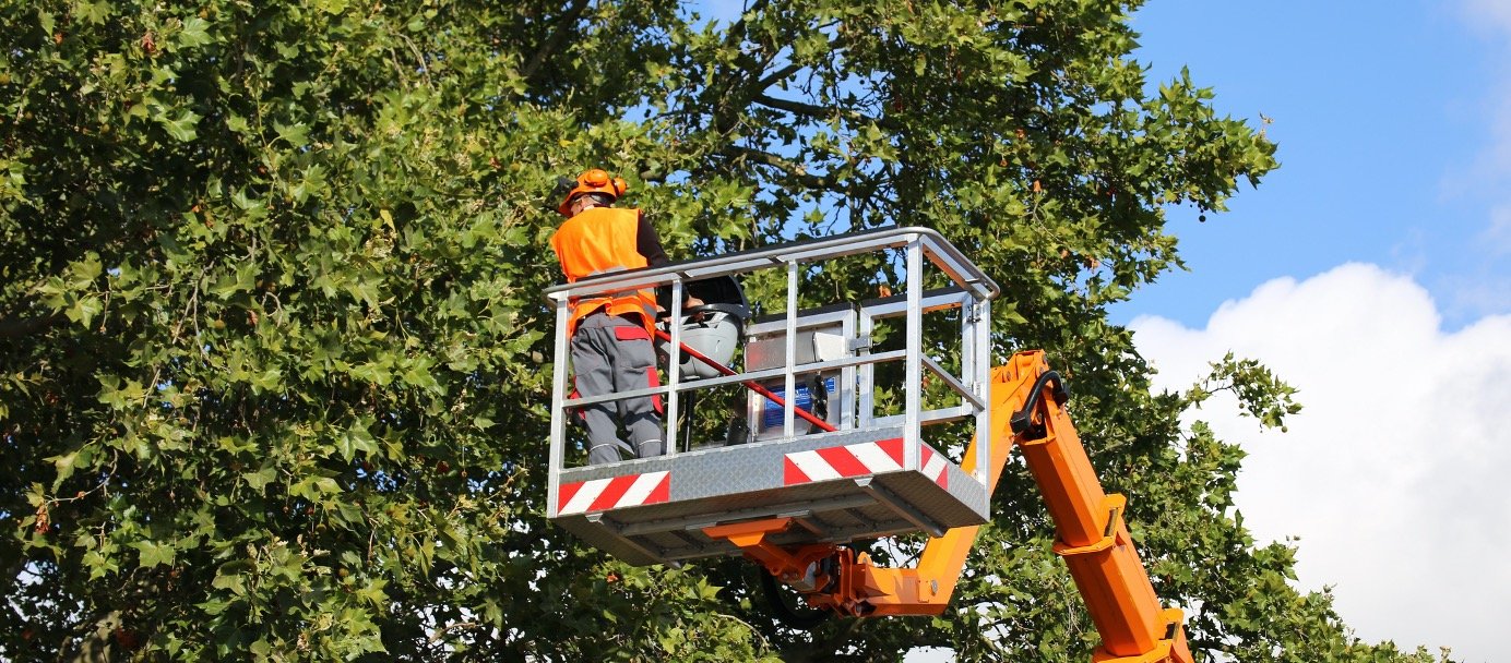 Baumpflege Saarland